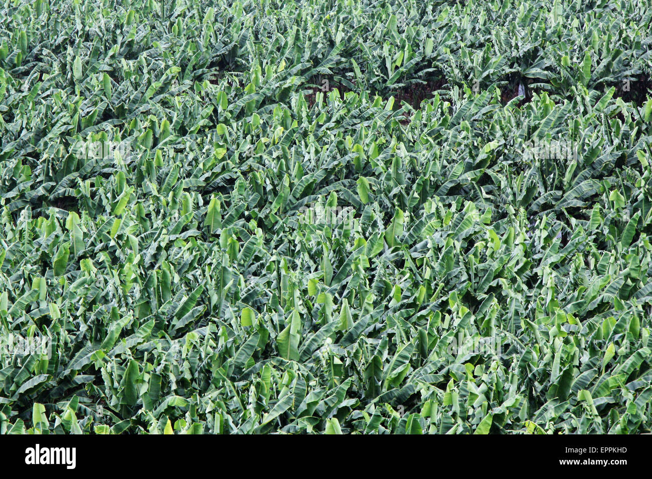 Vista aerea di un tropicale piantagione di banane Foto Stock