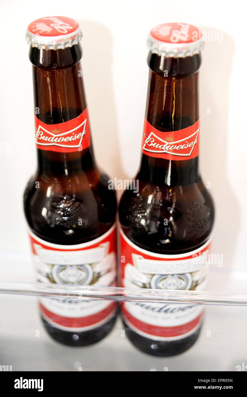 Due piccole bottiglie di birra Budweiser seduti in un frigorifero che mantiene fresco Budweiser è una lager pallida prodotta da AnheuserÐBusch Foto Stock