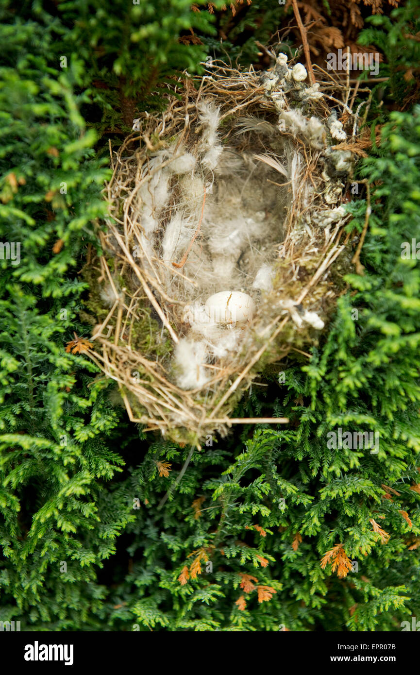 Verdone europeo (Carduelis chloris) nido con uovo rotto Foto Stock