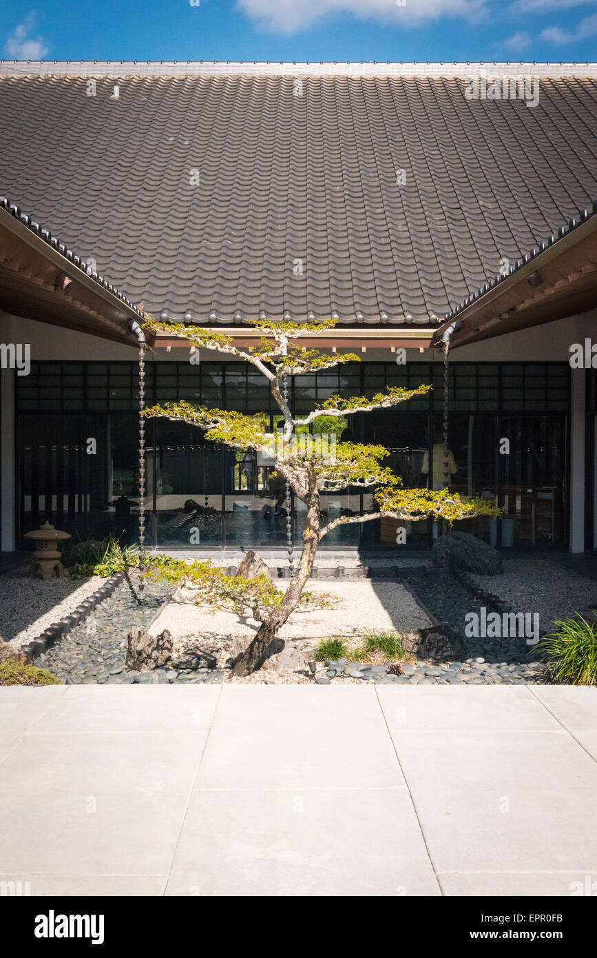 Florida , Del Ray Beach , Morikami Museum & Park , Roji-En , Giardini Giapponesi di gocce di rugiada cortile gigantesco albero di bonsai Foto Stock