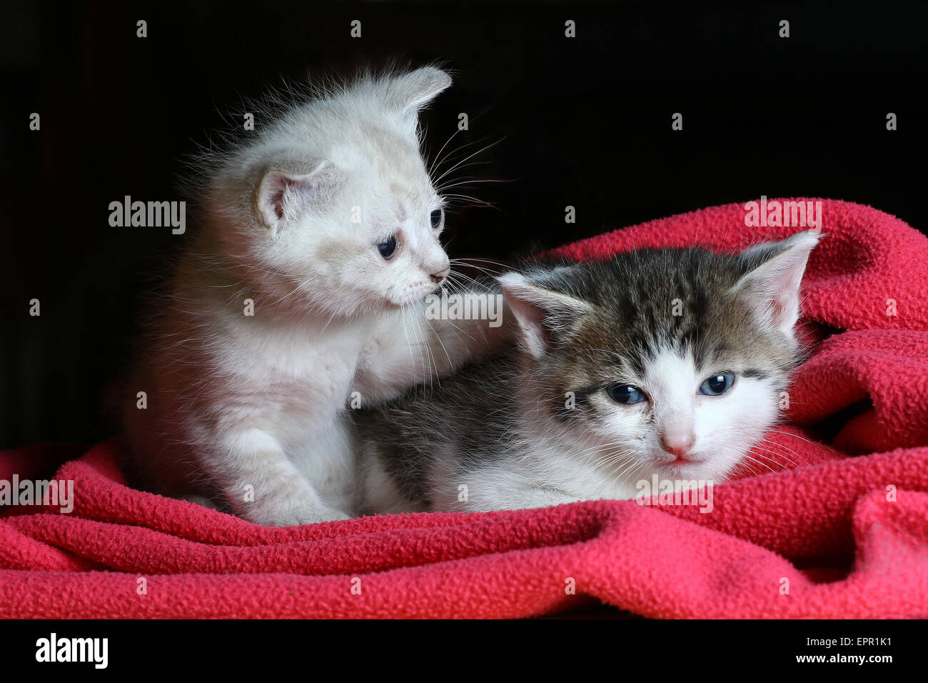 Baby gatti sulla coperta rosa Foto Stock