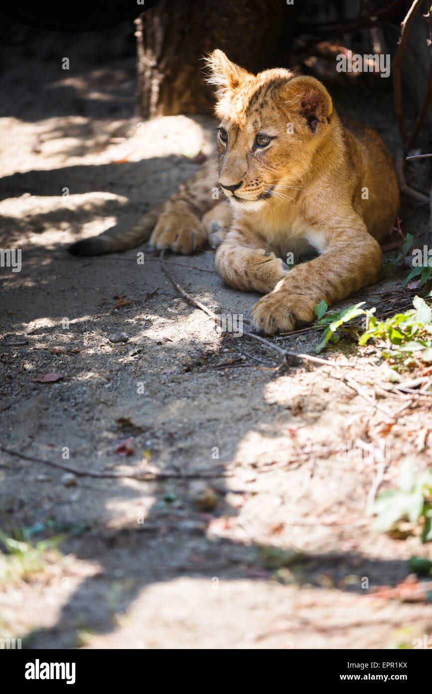 Cucciolo di leone sveglio Foto Stock