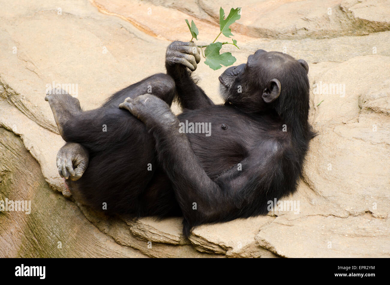 Uno scimpanzé con ciuffo di foglie rilassante in uno zoo Foto Stock