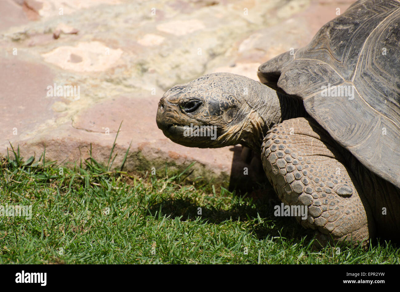 Testa di una gigantesca tartaruga Galapagos Foto Stock