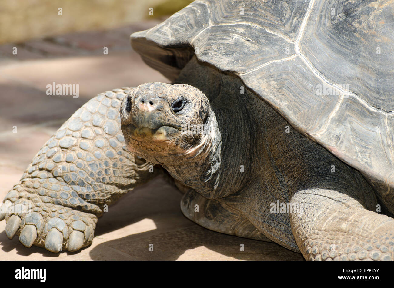 La testa o la foto frontale di una gigantesca tartaruga Galapagos Foto Stock