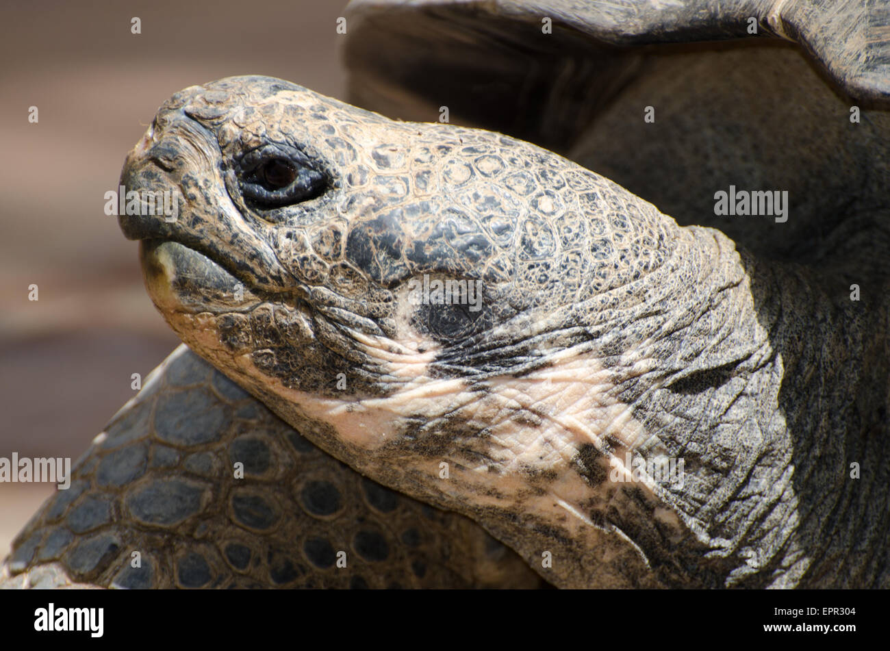 Testa di una gigantesca tartaruga Galapagos Foto Stock