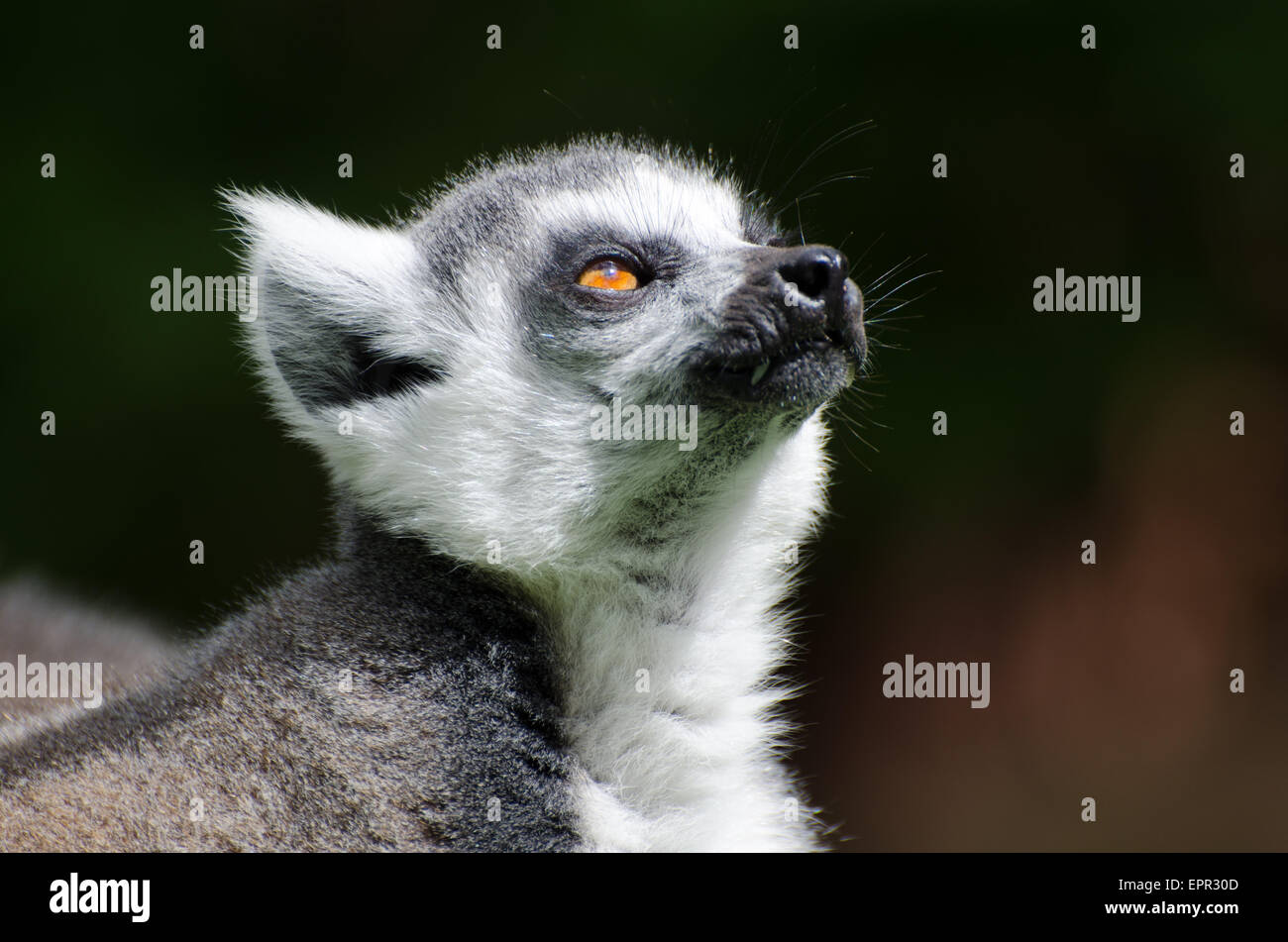 Anello lemure codato close up della testa e degli occhi Foto Stock