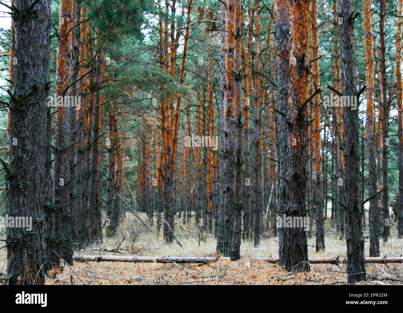 La foresta di conifere paesaggio Foto Stock