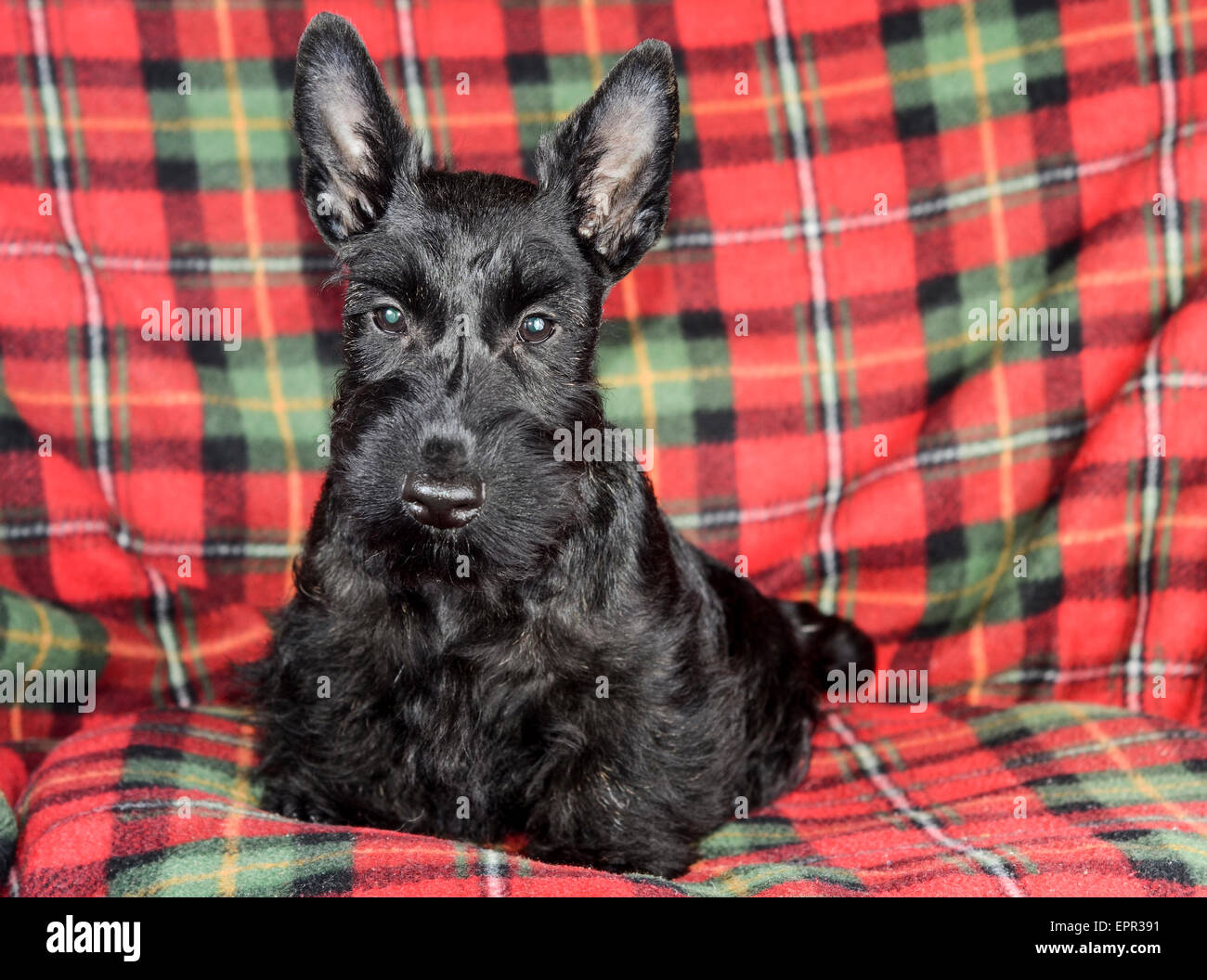 Giovani Scottish Terrier pedigree cane Foto Stock