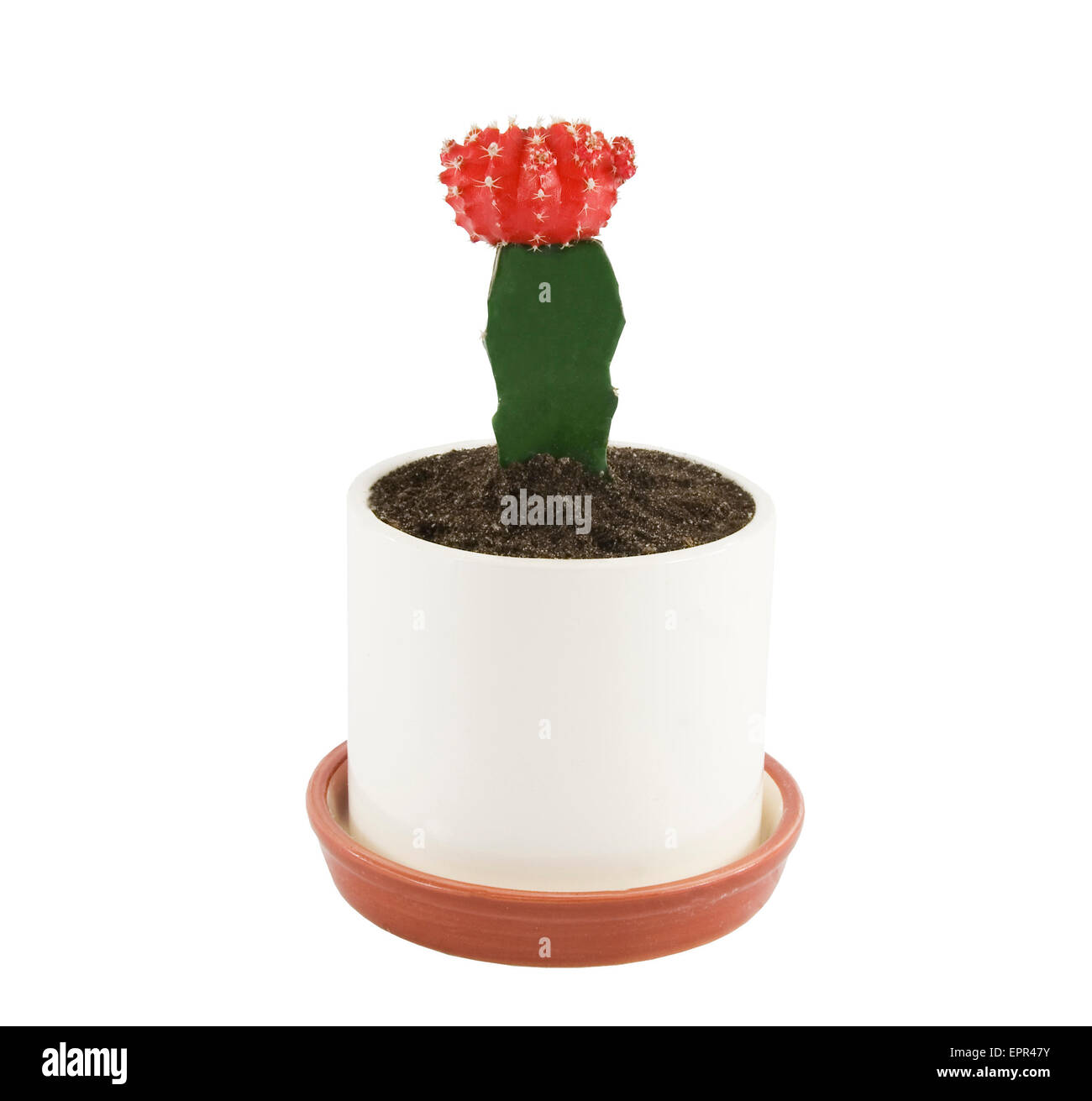 Cactus in fiore-pot isolato su bianco Foto Stock