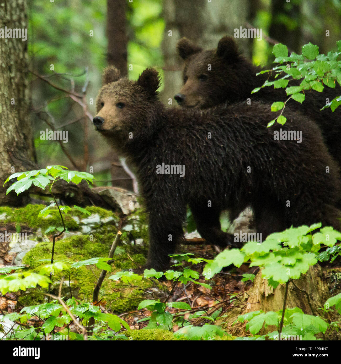 Due un anno vecchio Brown Bear Cub nella foresta in Notranjska, Slovenia. Foto Stock