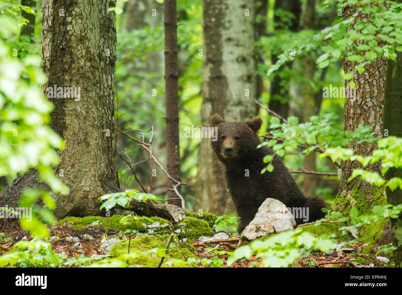 Brown Bea nella foresta in Notranjska, Slovenia. Foto Stock