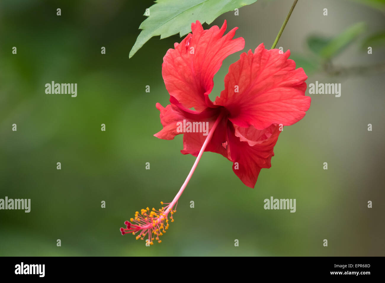 Rosso selvatico fiori di ibisco Foto Stock