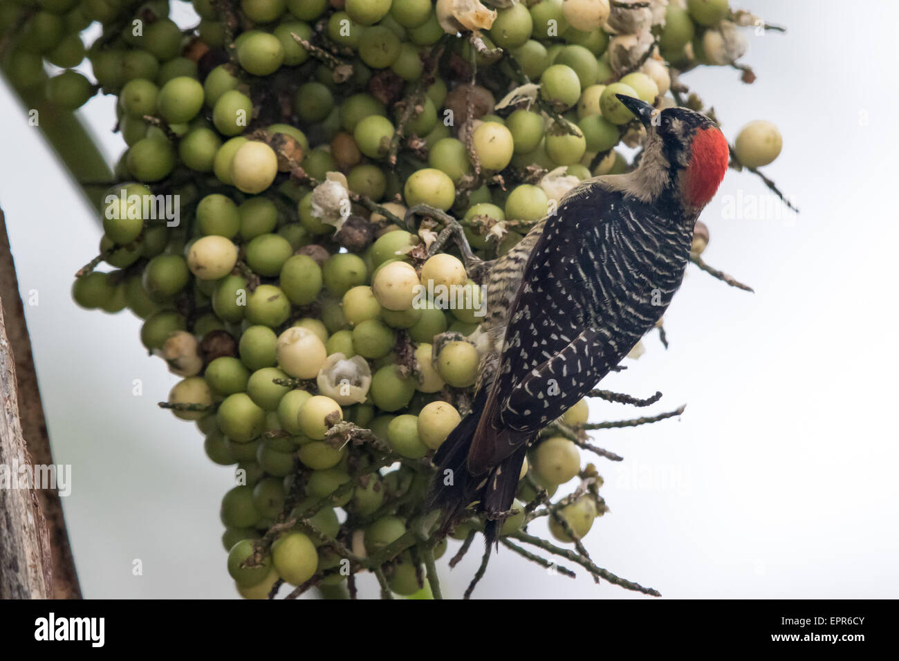 Nero-cheeked picchio rosso maggiore (Melanerpes pucherani) alimentazione su frutti di palma Foto Stock