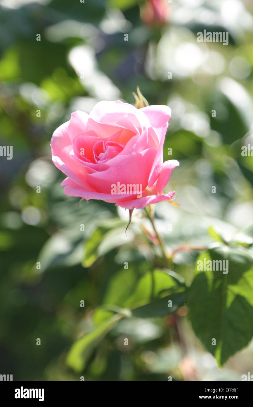 Delicato rosa rosa appena sbocciato nel maggio Foto Stock