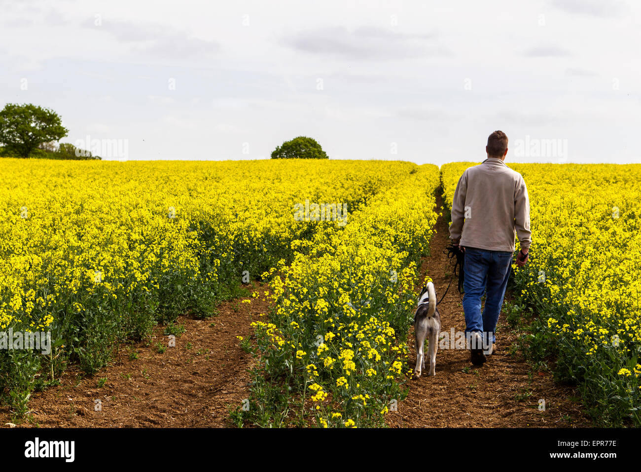 Uomo che cammina il suo cane attraverso un campo di fiori gialli Foto Stock