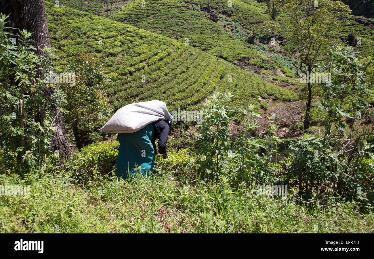 Lavoratore di sesso femminile che la raccolta di foglie di tè sulla collina, Nuwara Eliya, provincia centrale, Sri Lanka, Asia Foto Stock