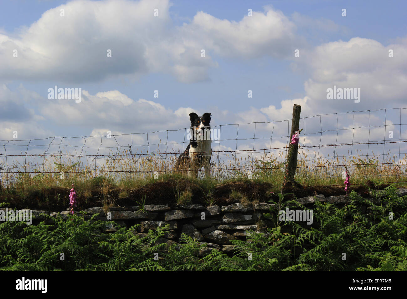 Cane di pecora in campi in comune Llangeinor Foto Stock