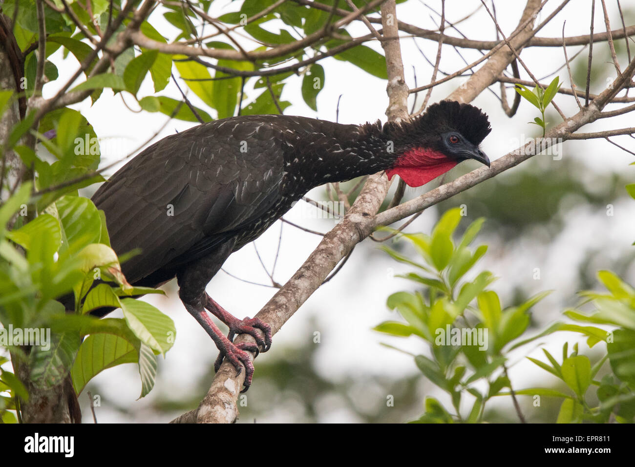 Crested Guan (Penelope purpurascens) Foto Stock