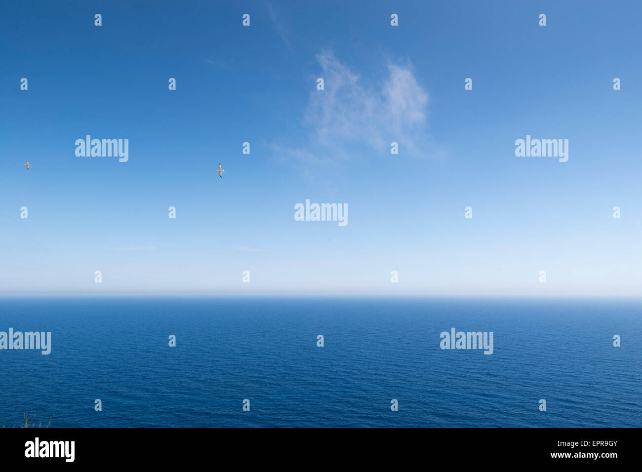 Gabbiani sul mediterraneo, isola di Formentera Foto Stock