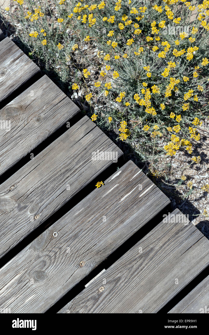 Il Boardwalk attraverso una spiaggia protetta area. Formentera Foto Stock