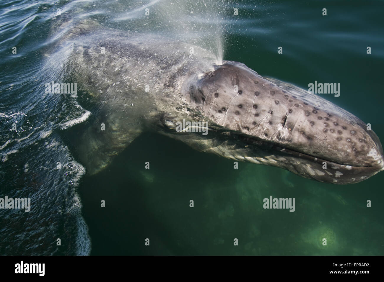 Balena Grigia polpaccio (Eschrichtius robustus) in Laguna San Ignacio, Baja California, Messico. Foto Stock