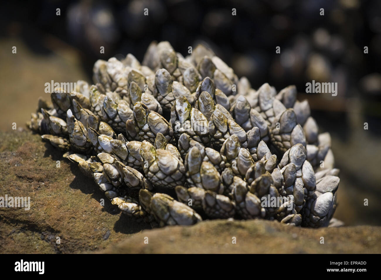 Collo di cigno cirripedi (Pollicipes polymerus), Laguna Beach in California. Foto Stock