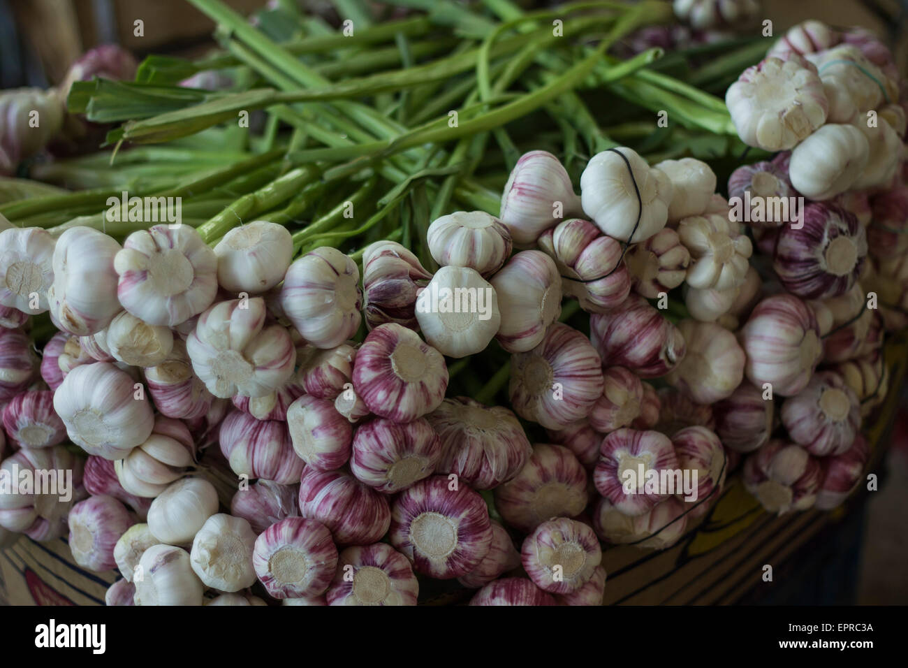 Garlics fresco Foto Stock