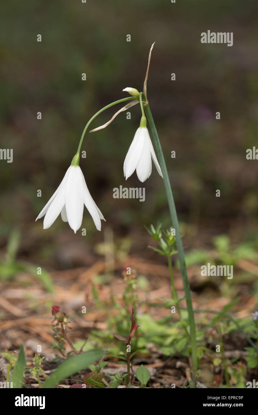 Tre-lasciarono il simbolo del fiocco di neve (Leucojum trichophyllum) Foto Stock