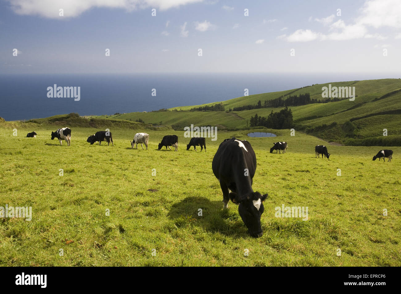 Vacche da latte mangiare erba su una prateria verde che si affaccia sull'oceano Atlantico, in Portogallo. Foto Stock