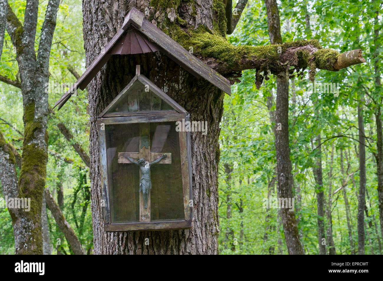 Il centenario di legno antico la crocifissione di Cristo si blocca su un albero di quercia in legno. Arte selettiva di messa a fuoco. Cento anni distrutto Foto Stock
