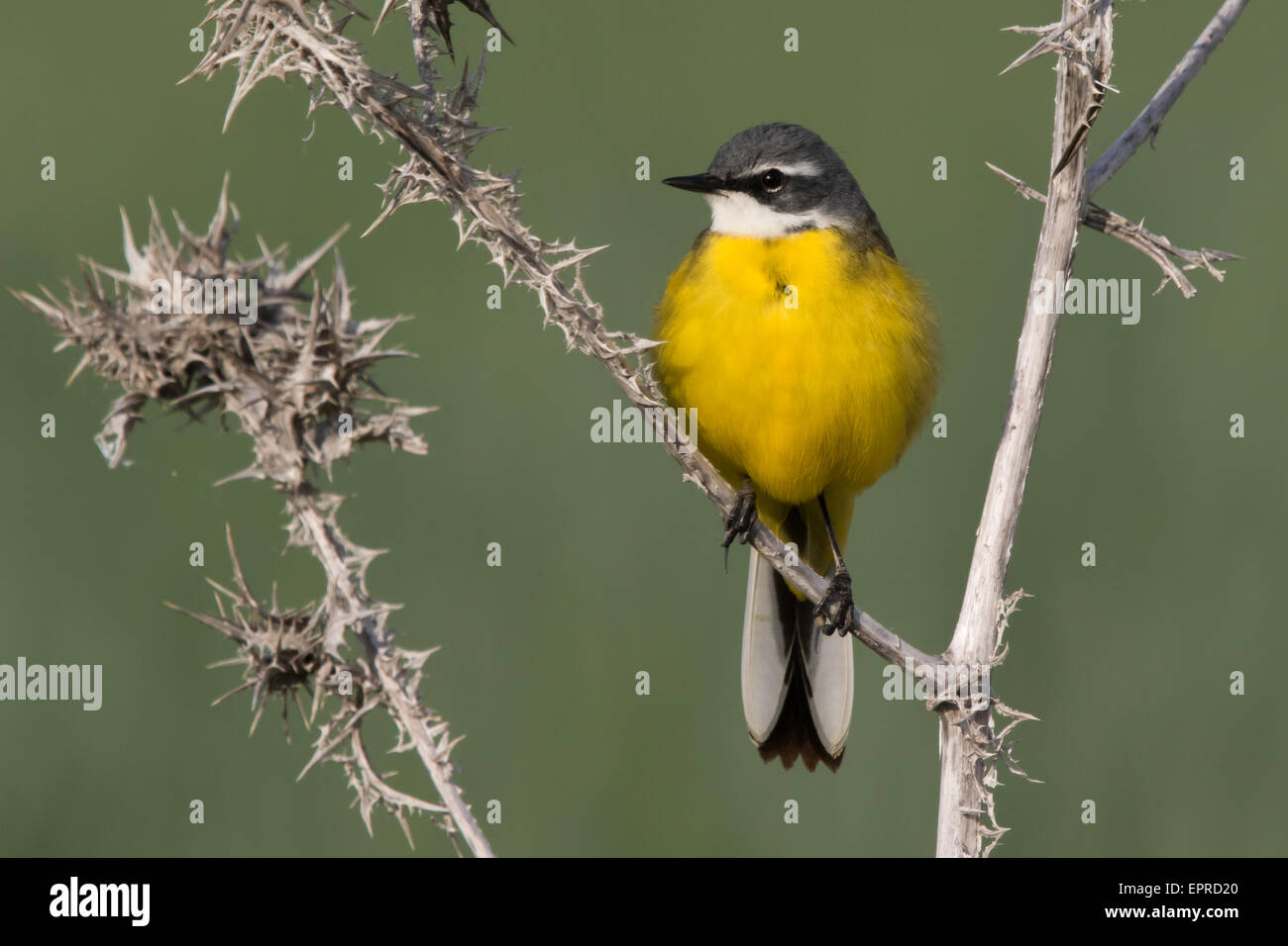 Maschio giallo iberica Wagtail (Motacilla flava iberiae) appollaiato su un cardo secco Foto Stock