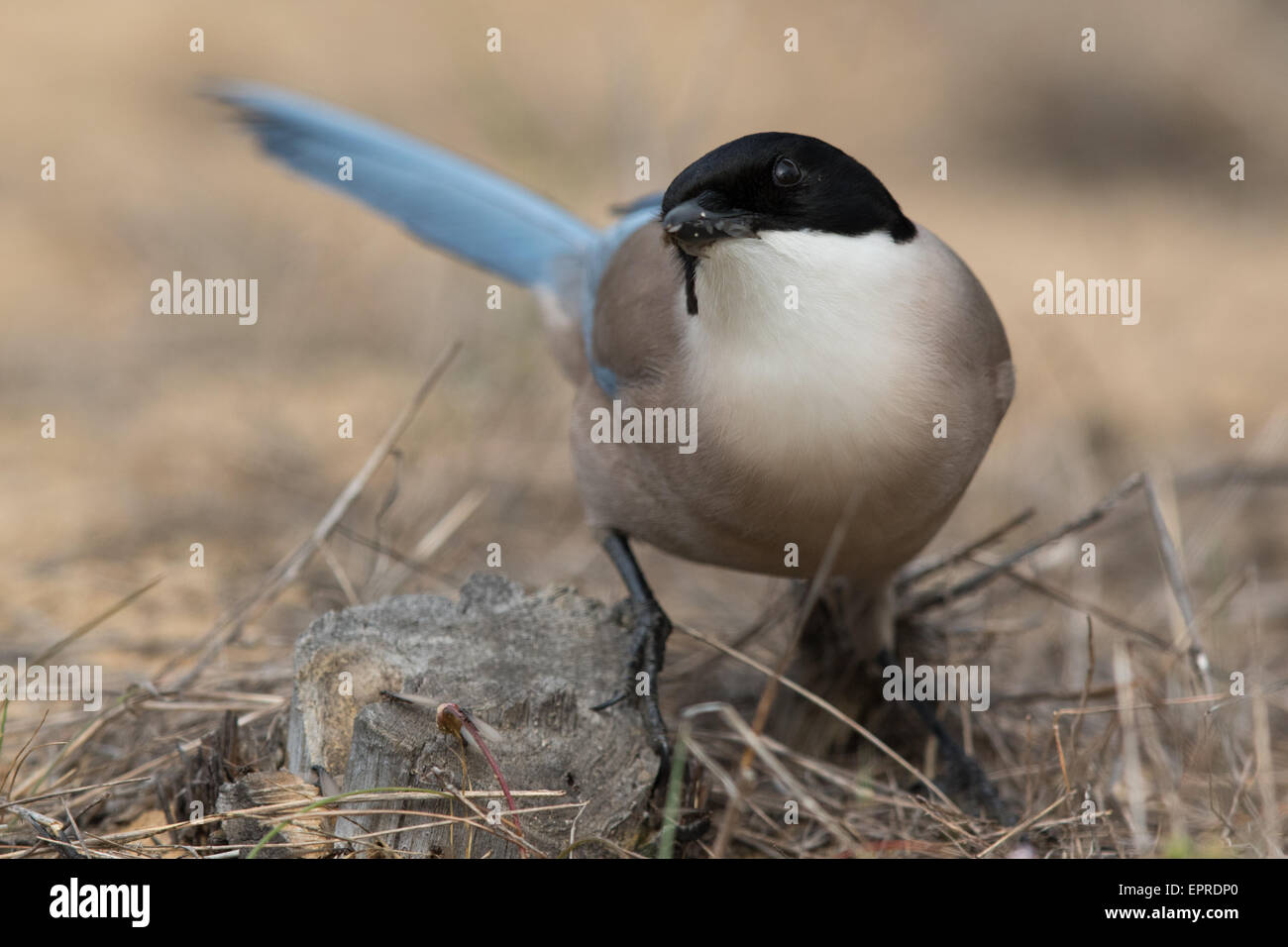 Azzurro-winged Gazza (Cyanopica cyanus) alimentazione su alato di termiti Foto Stock