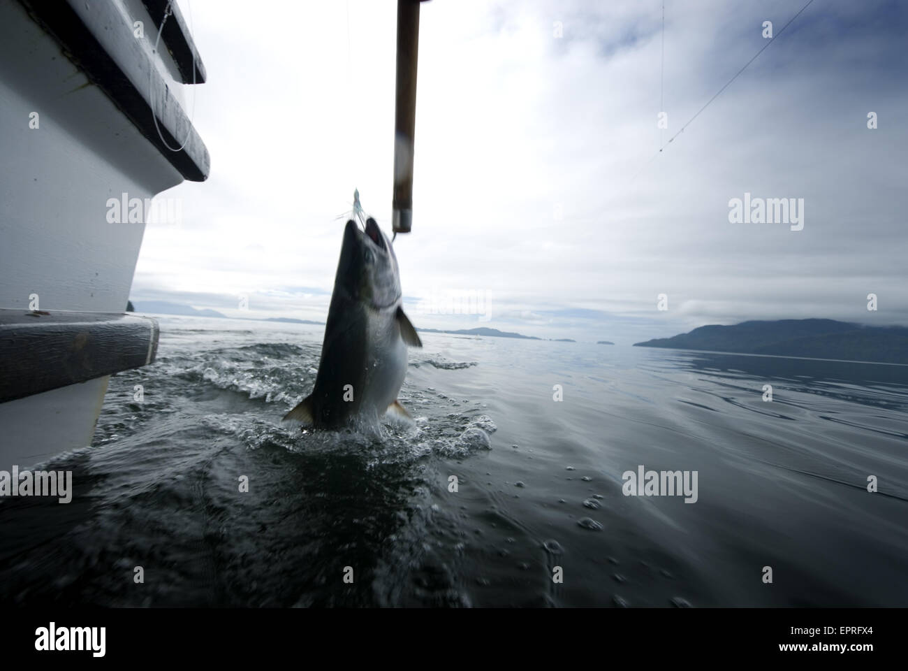 Un Coho i salmoni sono catturati durante la pesca a traina per il salmone in Alaska Foto Stock