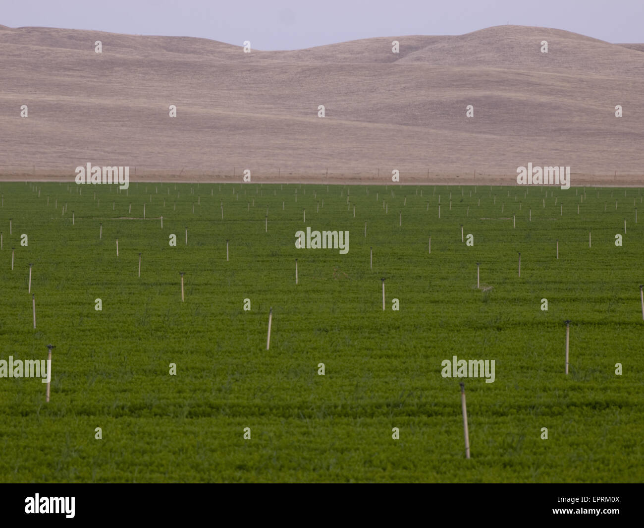 Terreni agricoli irrigati altrimenti in zona arida vicino Kettleman City, California, Stati Uniti Foto Stock