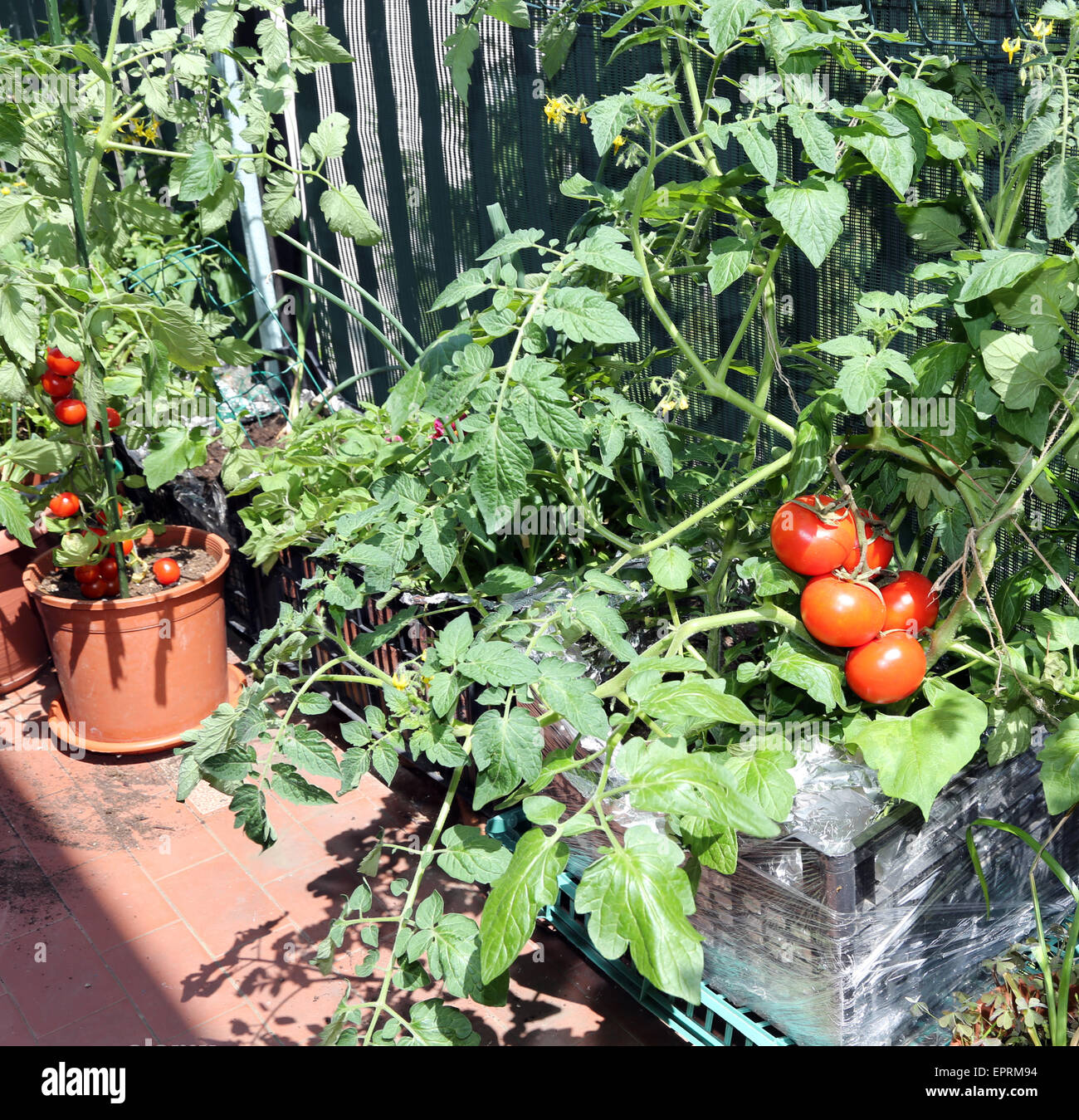 Scatola di plastica in terrazza con pomodoro rosso Foto Stock