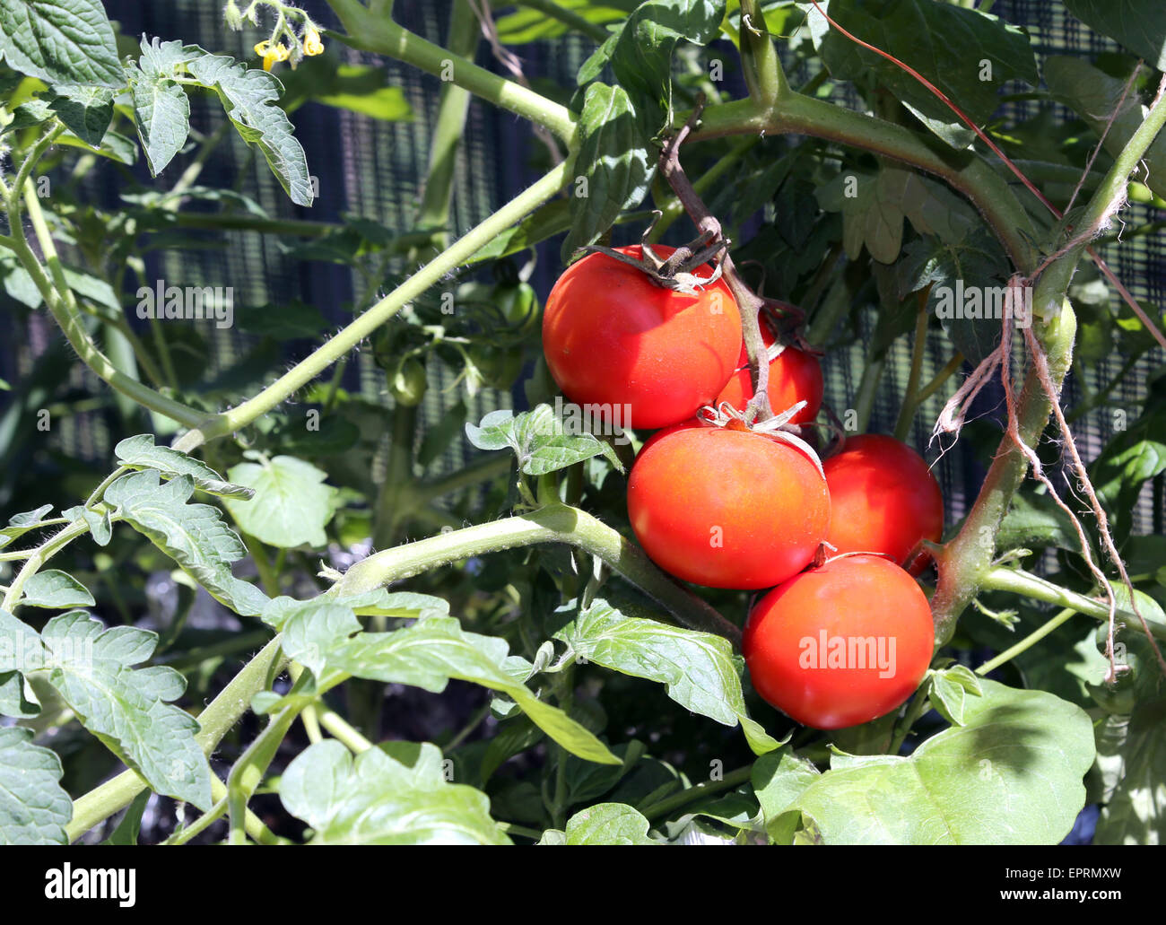 Red pomodori maturi nell'orto Foto Stock