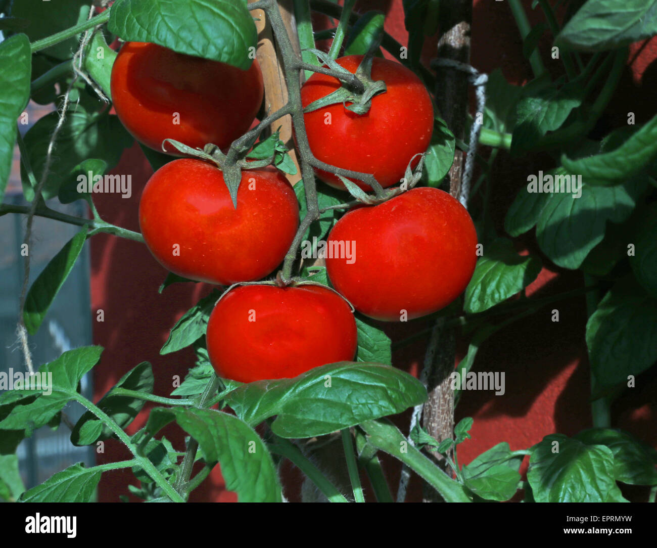 Red pomodori maturi nell'orto Foto Stock
