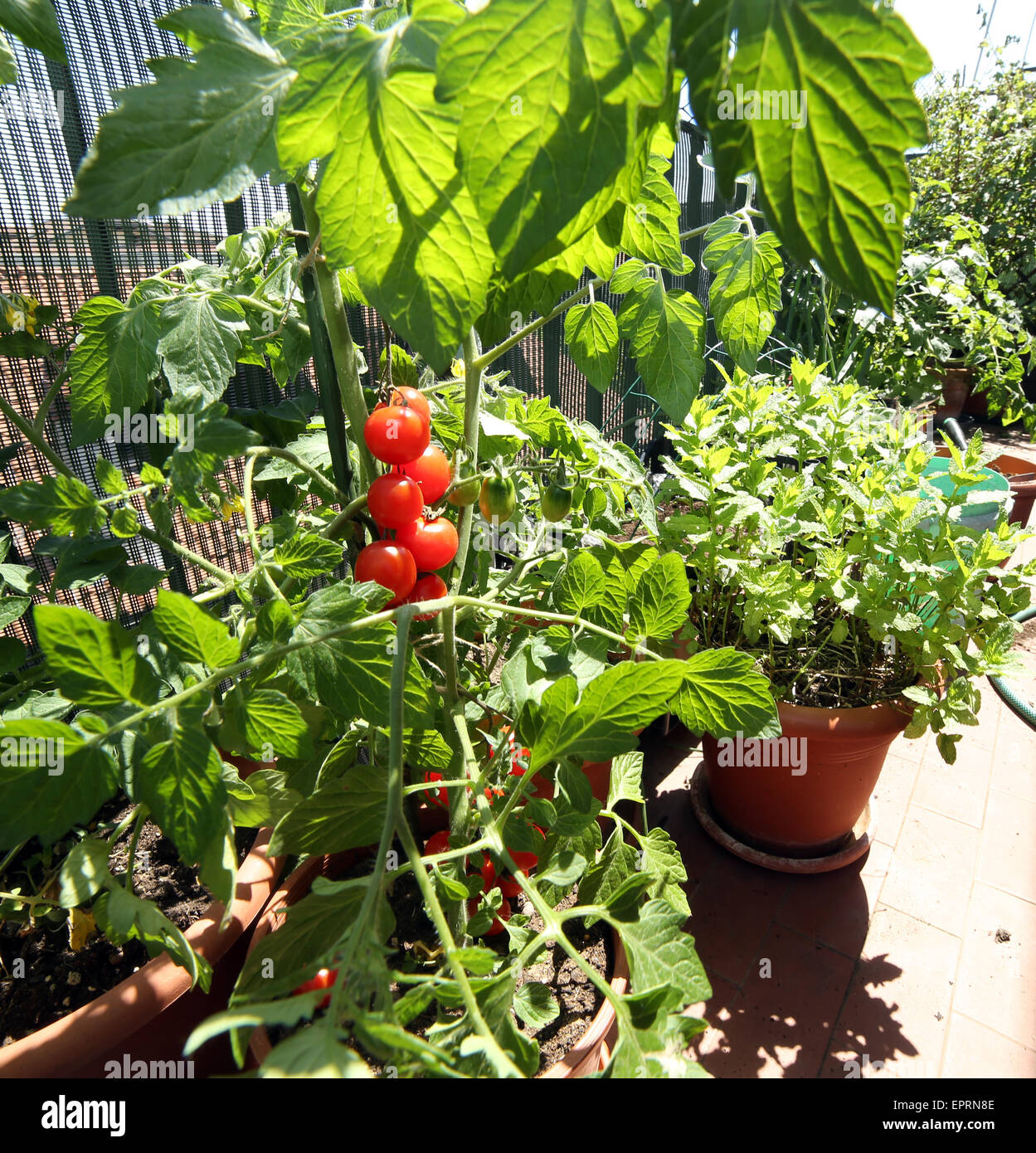 Molti vasi in terrazzo giardino con piante di pomodoro Foto Stock