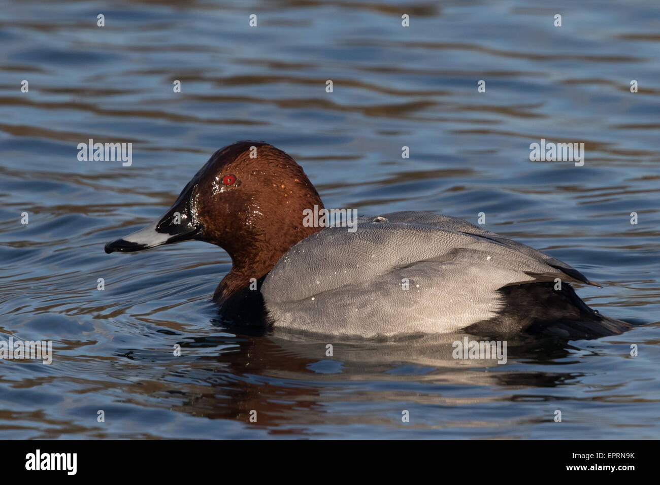 Maschio Pochard comune (Aythya ferina) Foto Stock