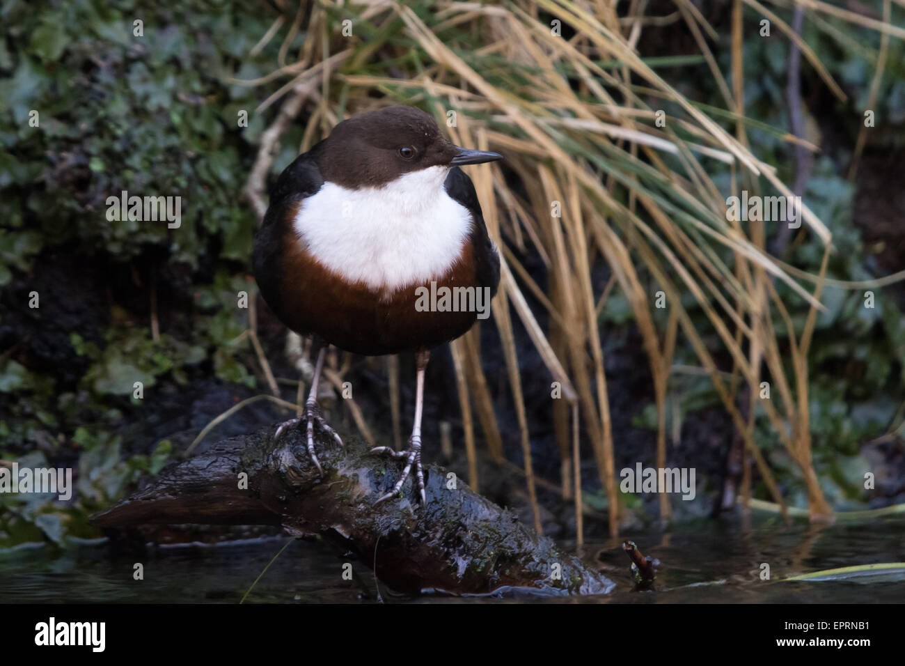Bianco-throated bilanciere (Cinclus cinclus) appollaiato su un parzialmente immerse treeroot su un argine Foto Stock