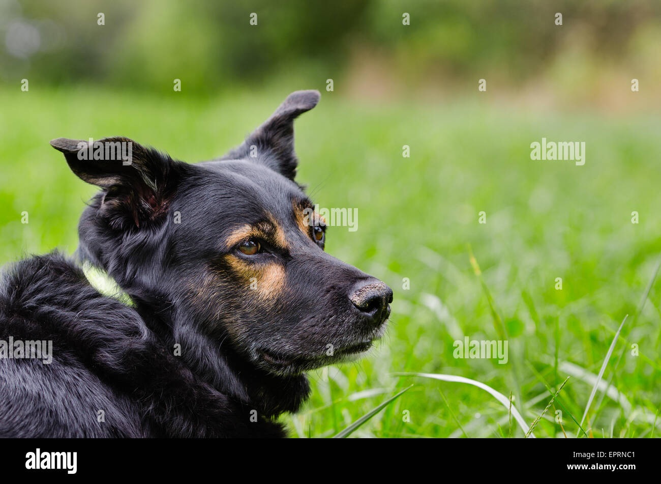 Nero Shepard cane guarda attraverso un campo erboso Foto Stock