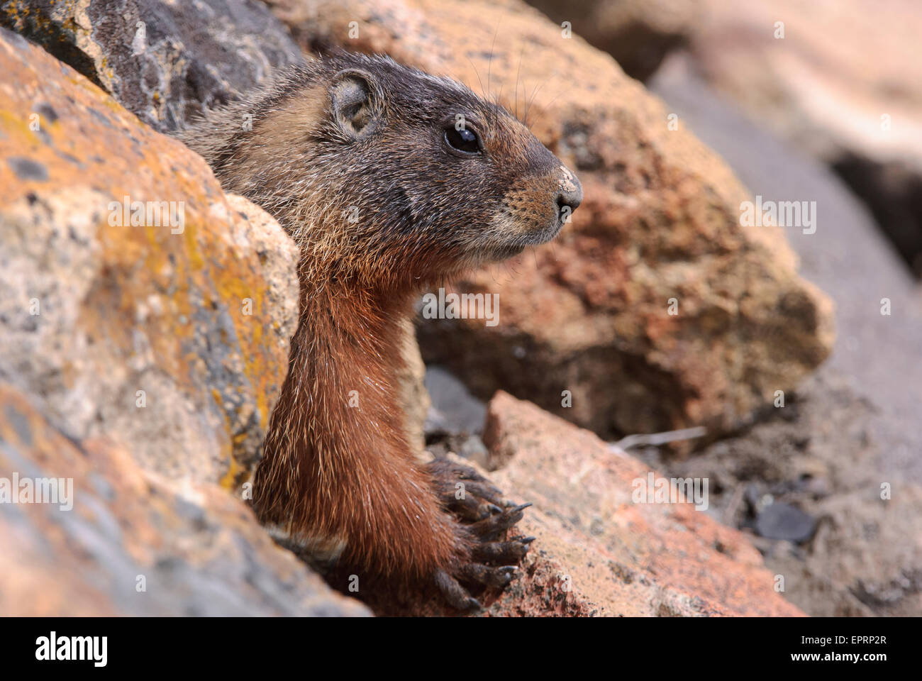 Marmotta di ventre giallo (Marmota flaviventris), il Parco Nazionale di Yellowstone, Wyoming Foto Stock