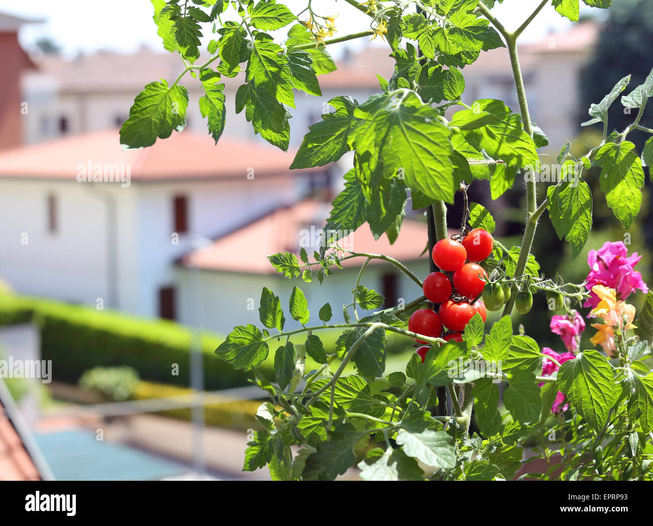 Red pianta di pomodoro nella terrazza della casa Foto Stock