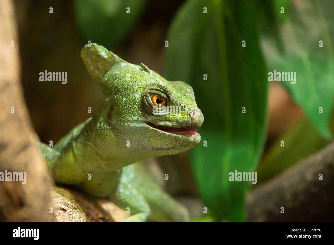Green basilisk lizard close up ( Basiliscus plumifrons ) Foto Stock