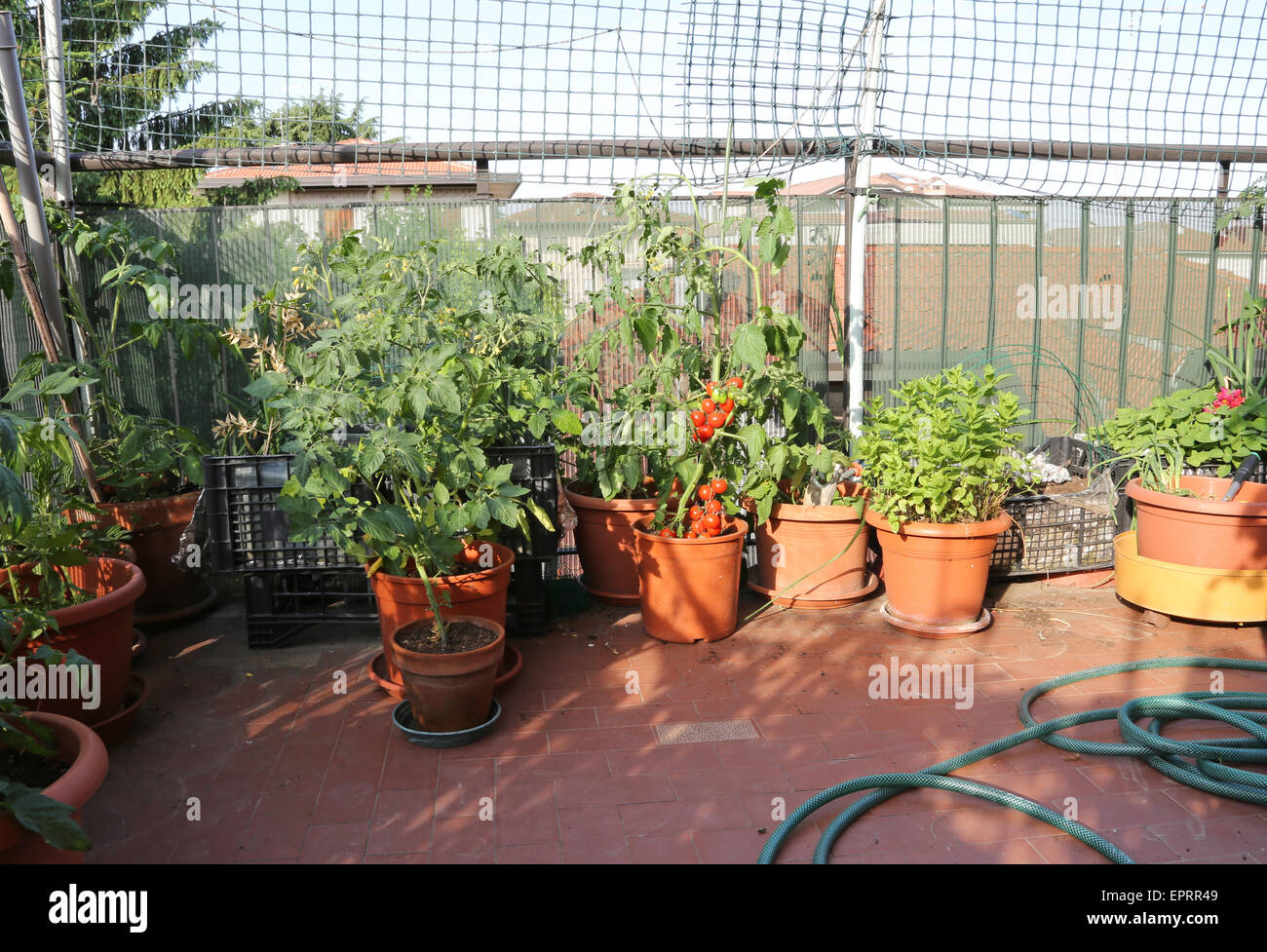 Urban orto giardino con piante di pomodoro in una terrazza Foto Stock