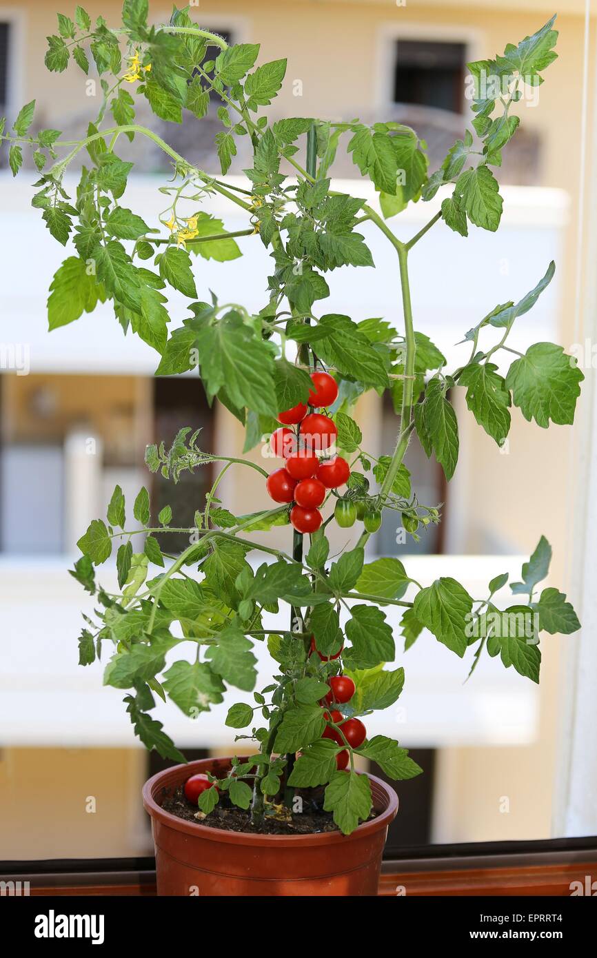 Singola pianta di pomodori nel balcone di una casa Foto Stock