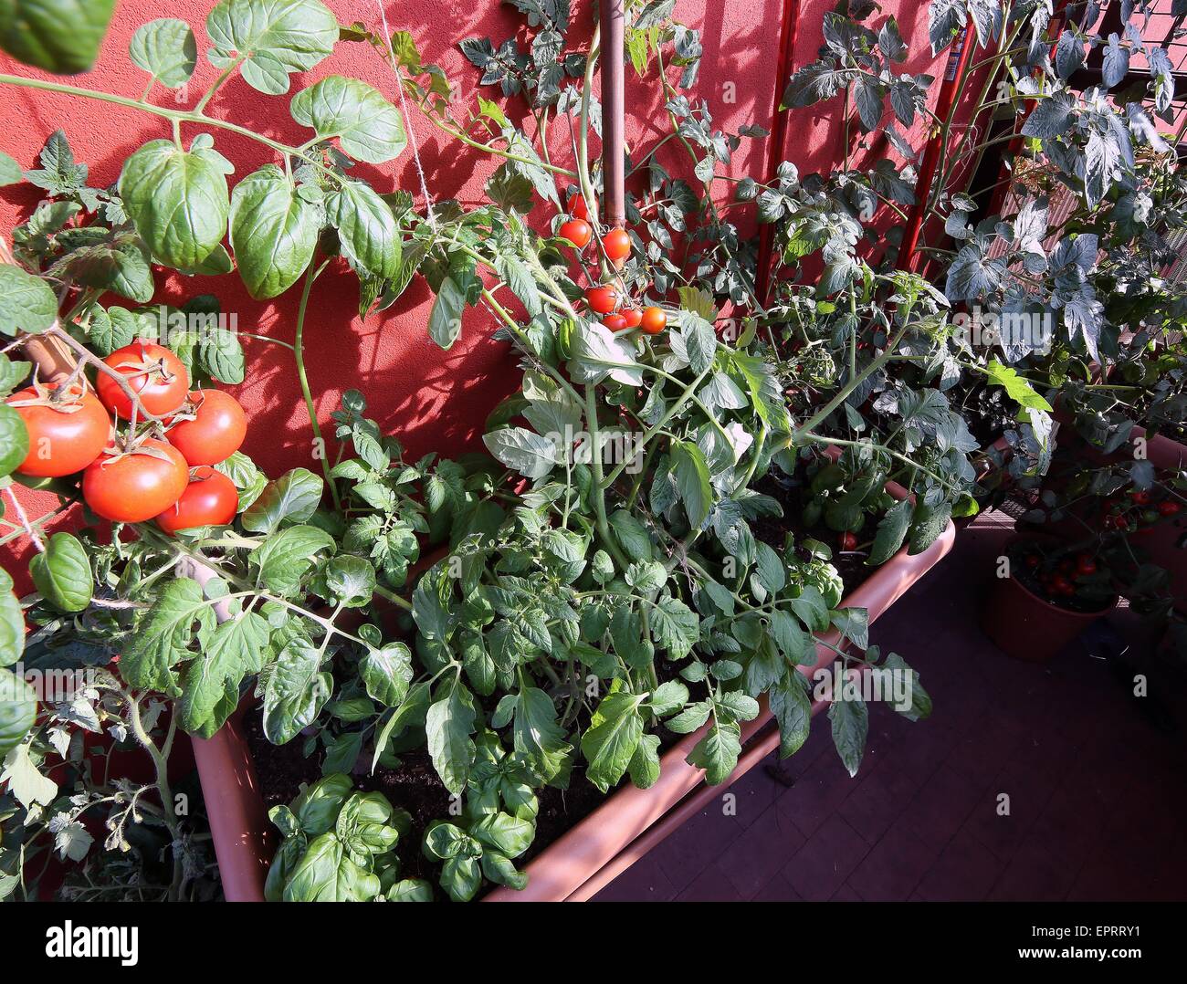 Urban orto con pentole di grandi dimensioni sulla terrazza e pomodori rossi Foto Stock