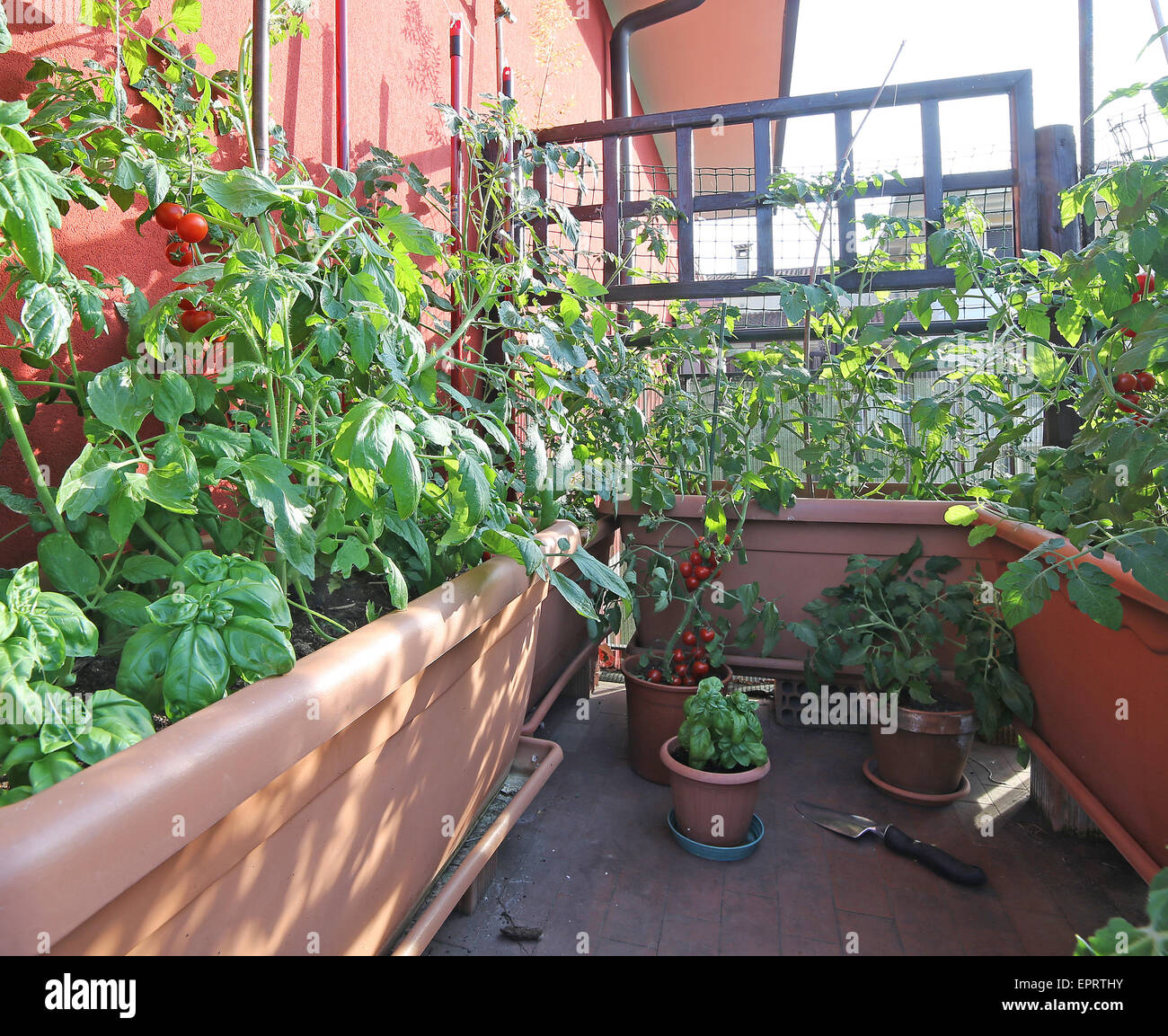Urban orto con pentole di grandi dimensioni sulla terrazza e pomodori rossi Foto Stock