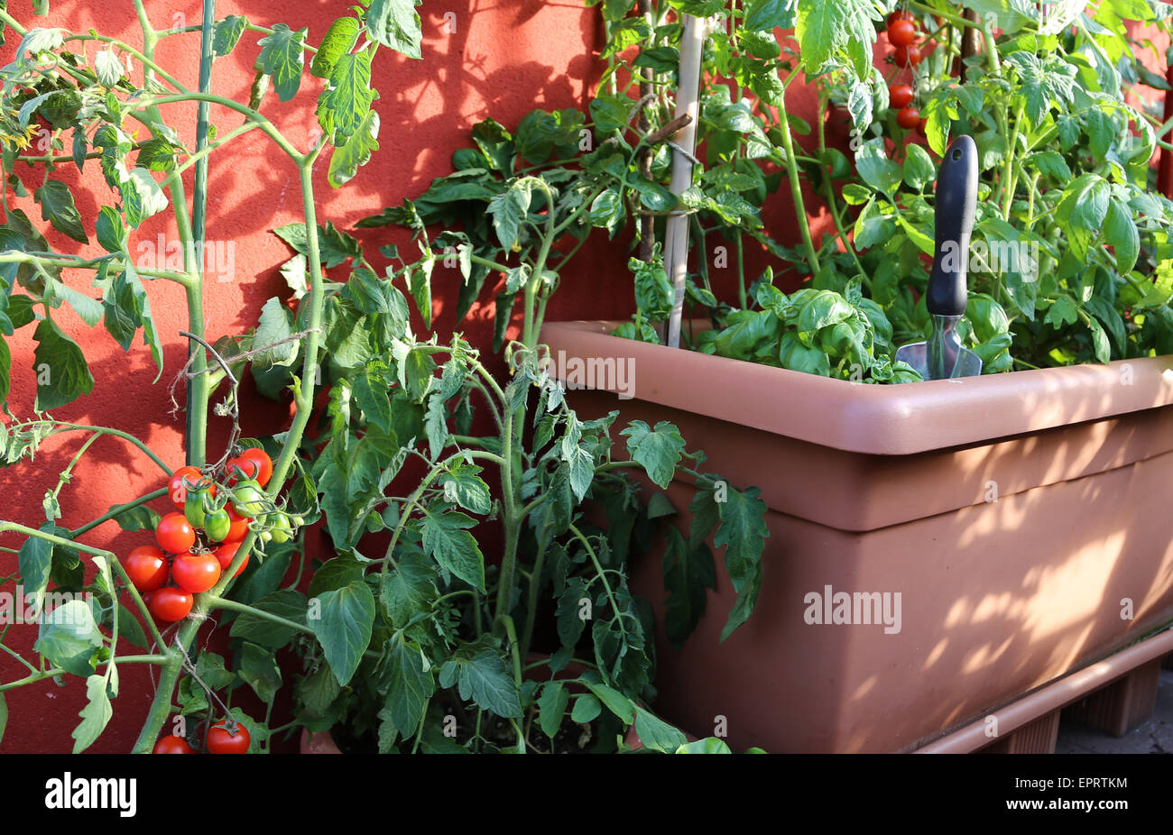 Rosso di piante di pomodori e di piante verdi in vaso nel balcone della casa Foto Stock